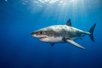 Fototapeta premium Great white shark swimming through deep blue unblemished ocean waters illuminated by sunlight