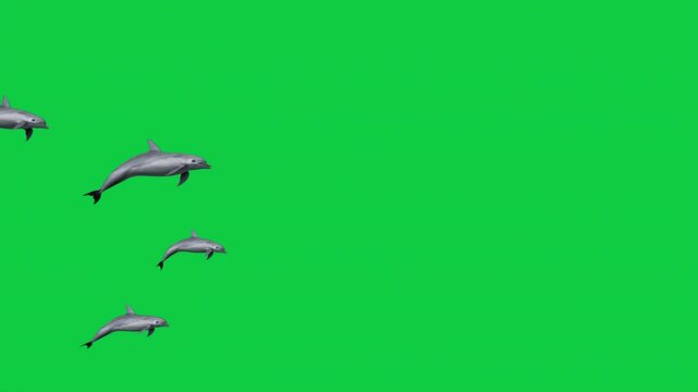 4 Dolphin Animation &ndash; Low Angle Pod Pass, Side Cruise, Top View Swim, Circular Loop &ndash; Green Screen Overlay Graphic Element
