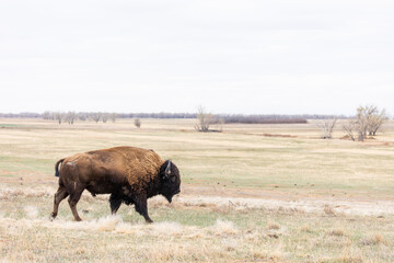 powerful bison walking across open prairie landscape © Dylan