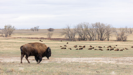 male bison looking over herd on prairie © Dylan