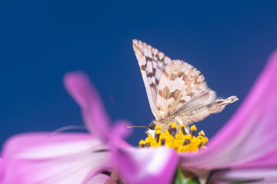 Delicate butterfly perched on a pink cosmos flower, feeding on bright yellow pollen in a soft macro closeup. pth of field create a dreamy, peaceful nature moment