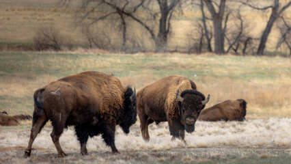 Two powerful wild bison stand face to face moments before a dramatic clash, capturing the raw strength and natural behavior of these iconic American animals. © Dylan
