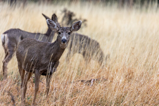 Boulder County Colorado Wildlife, Deer, Wild Deer Sighting