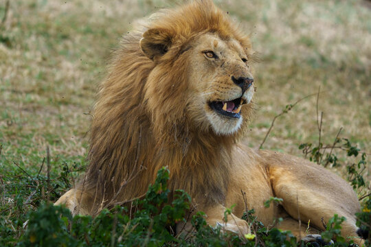 Male lion or panthera leo with it's mane with flies swarming around its head and displaying its canine teeth with mouth slightly open.