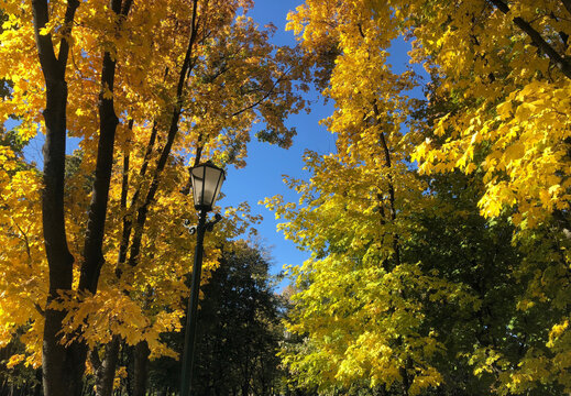 Sunny autumn day in a city park with bright golden maple trees against a clear blue sky.