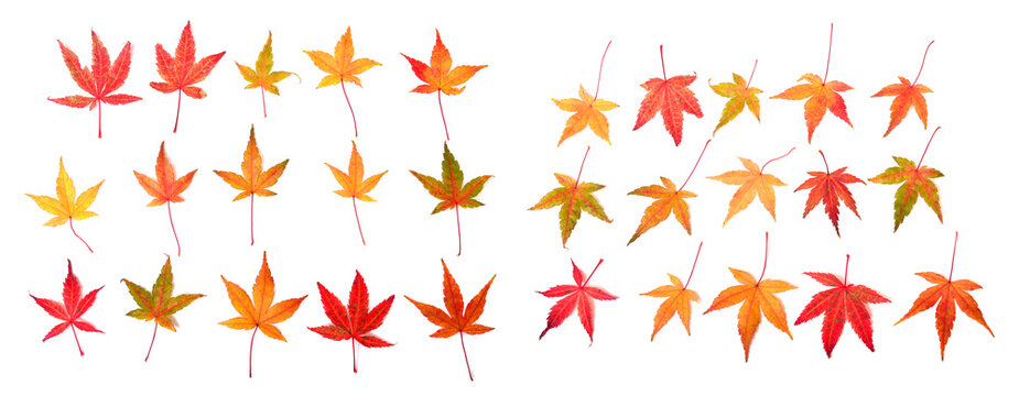 Collection autumn Japanese maple leaf and twig isolated on white background. Flat lay, top view