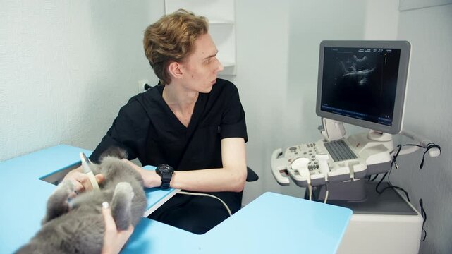 Young caucasian male veterinarian performing ultrasound on grey cat in clinic room. Assistant holds feline on blue exam table while clinician watches screening monitor and interprets diagnostic image