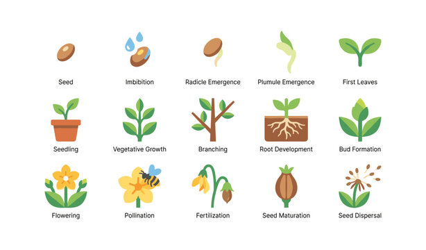 Plant life cycle icons showing seed to seed dispersal on white grid