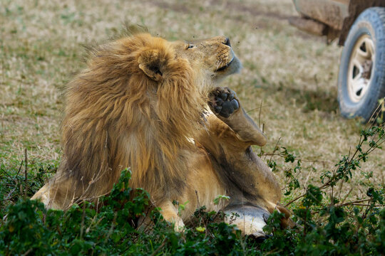 Male lion or panthera leo with it's mane sitting on ground with paw up scratching itself.