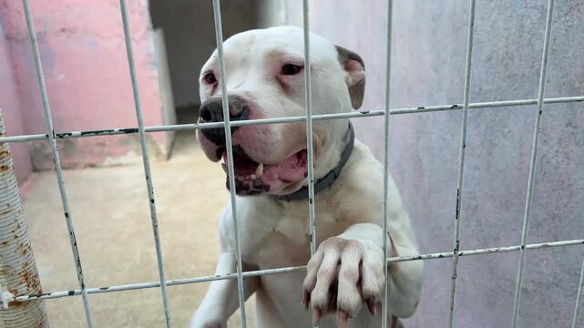 Video of a pitbull dog inside a cage at an animal shelter, getting excited and energetic when noticing the camera.