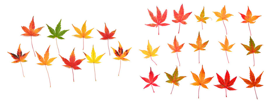 Collection autumn Japanese maple leaf and twig isolated on white background. Flat lay, top view