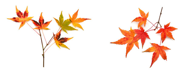 Fototapeta premium Collection autumn Japanese maple leaf and twig isolated on white background. Flat lay, top view