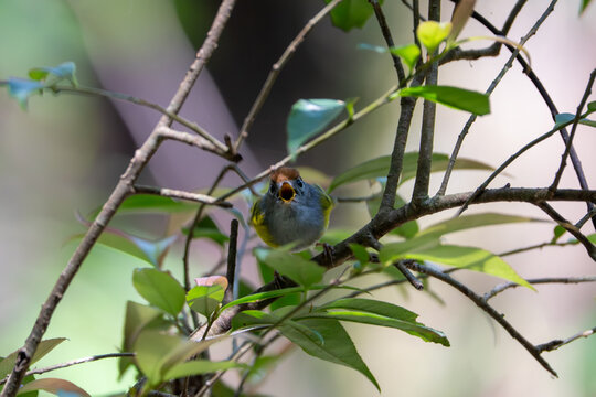 The Chestnut-crowned Warbler is in its habitat. It is a small forest songbird known for its olive-brown plumage and distinctive chestnut crown.