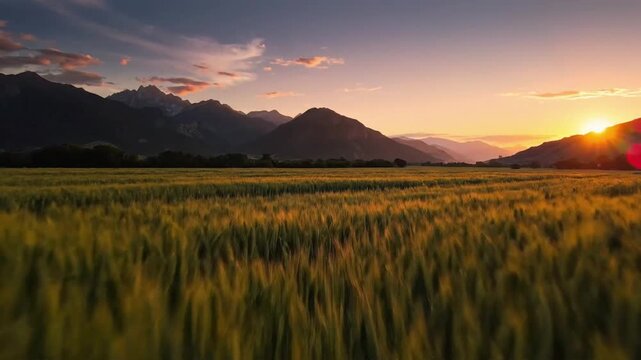 Green wheat field with mountains and beautiful sky during sunset at c VSRExport for nature lovers