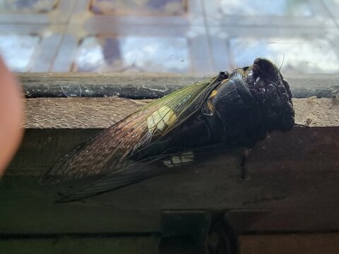 Cicada