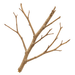 Fototapeta premium Bare tree branch isolated on transparent background