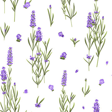 Seamless pattern of lavender flowers on a white background. Botanical