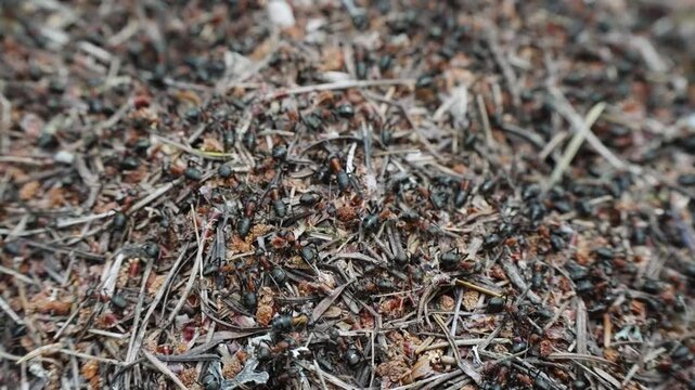 Ants insect life in an anthill, selective focus cinematic background