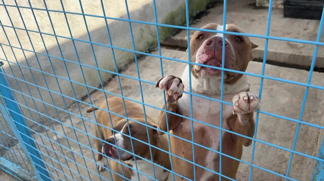Video of a pitbull dog inside a cage at an animal shelter, getting excited and energetic when noticing the camera.