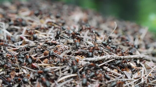 Ants insect life in an anthill, selective focus cinematic background
