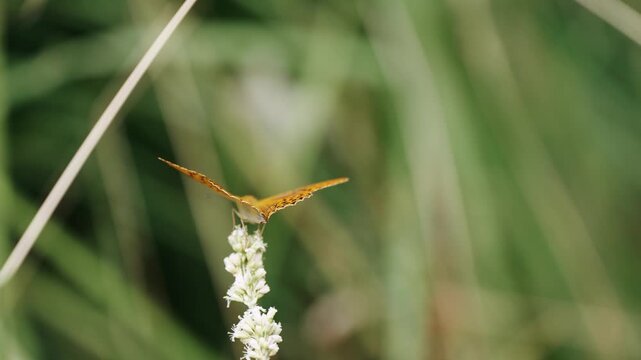 silver washed fritillary butterfly (Argynnis paphia) sitting on a small teasel, also called Dipsacus pilosus or behaarte karde