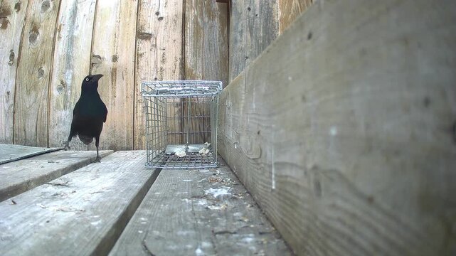 A curious bronze grackle inspects a non‑lethal metal trap on a weathered deck, capturing natural wildlife behavior and humane pest‑control preparation.