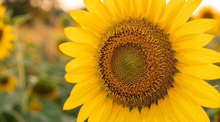 Fototapeta premium A beautiful bright yellow sunflower blossom with vibrant petals and a single bee stands isolated against a white background, highlighting the natural floral beauty of this summer garden plant