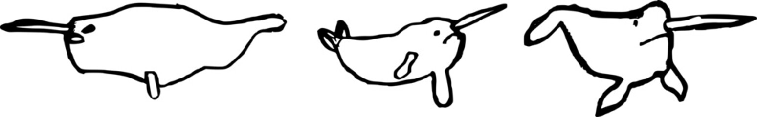 Narwhal pencil drawing illustration © Parakhat