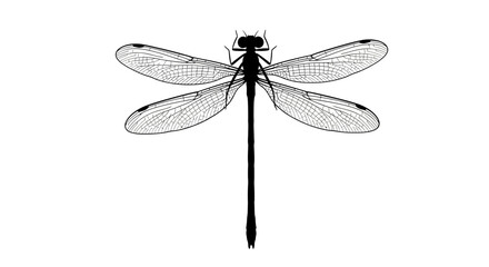 Dragonfly Insect Macro Closeup View. © mukti