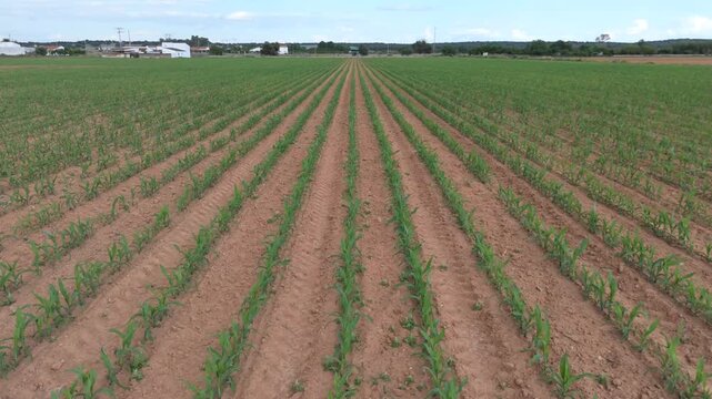 Agricultural yield potential and global markets: Lateral aerial drone pan over extensive young corn plantation.