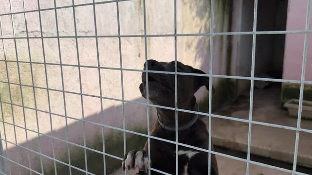 Video of a pitbull dog inside a cage at an animal shelter, getting excited and energetic when noticing the camera.