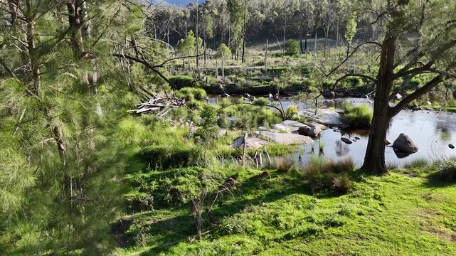 Aerial drone view of eastern grey kangaroos, Macropus giganteus, grazing on green meadows by Mann River, New South Wales, Australia. Iconic wildlife in natural landscape.