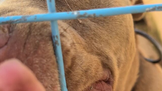 Video of a pitbull dog inside a cage at an animal shelter, getting excited and energetic when noticing the camera.