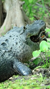American Alligator Incredible Bite Force Cracking Turtle Shell 