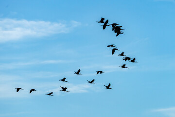 Obraz premium Flock of glossy ibis against a blue sky on Assateague island