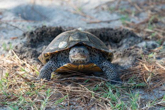 Front-facing view of a nesting diamondback terrapin on Assateague island
