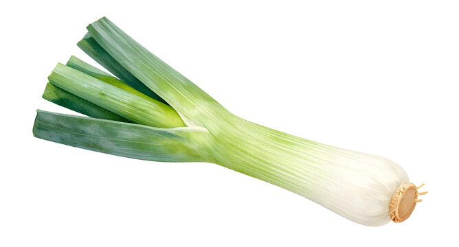 fresh leek vegetable, green onion leek, organic farm produce, healthy cooking ingredient, natural vegetable illustration, white background leek, fresh market vegetable, nutritious green plant, culinar