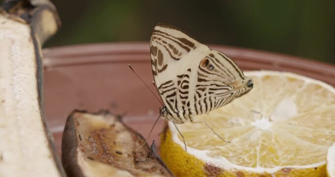 Butterfly Feeding on Fruit in Medellin, Colombia