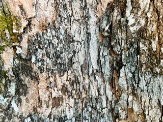 Fototapeta premium Macro shot of weathered tree bark showing intricate cracks, light grey patches, and dark fissures.