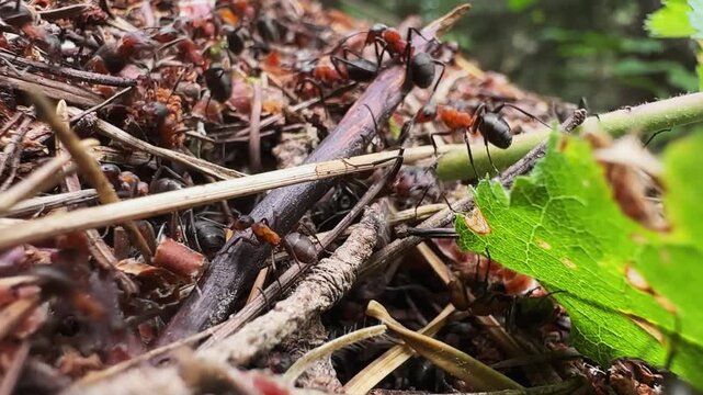 Ants insect life in an anthill, selective focus cinematic background