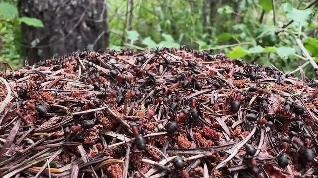Ants insect life in an anthill, selective focus cinematic background