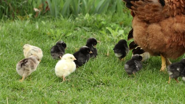 Red hen with her cute baby chicks on green grass