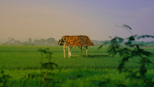 A small hut with an old tiled roof stands amidst a vast, lush expanse of green rice fields. The rural setting appears serene under a soft morning sky, with the trees faintly shrouded in a thin mist.