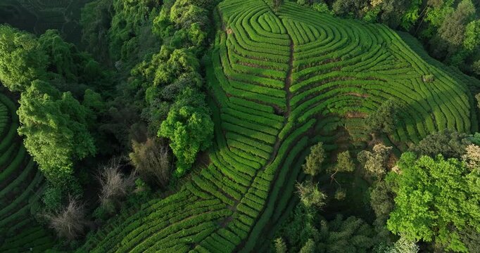 Aerial view of beautiful tea crop terrace landscape in China