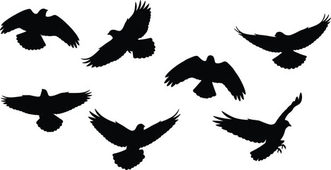 Obraz premium Set of black silhouettes representing birds of prey and pigeons flying in various poses isolated on white background