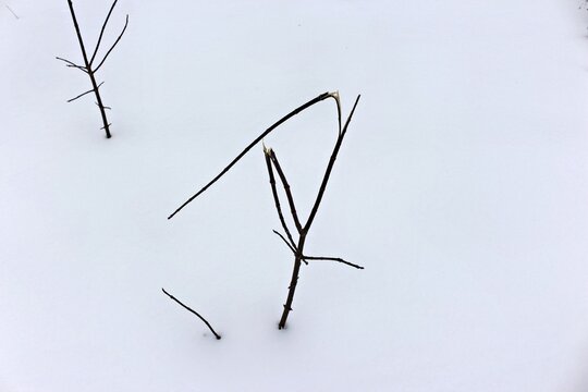 Dark, thin twigs poke through a vast, unbroken expanse of white snow, creating a stark, minimalist winter scene