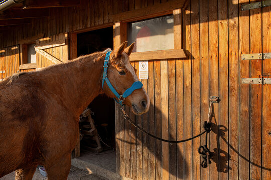 Brown horse tied near wooden stable door in sunny farm setting