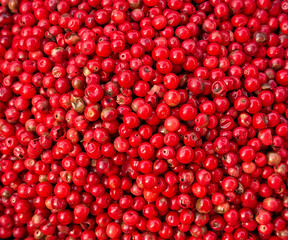 Pink Peppercorns full frame close-up © Jack
