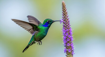 Fototapeta premium Vibrant green hummingbird hovers while feeding on a tall purple flower.