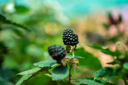 ipe blackberries on a green leafy bush in a sunny outdoor garden. Concept of fresh organic berries, nature, and healthy harvest at peak ripeness.
